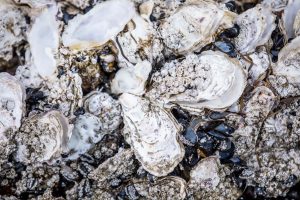 oysters