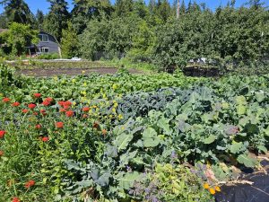 Picture of Organic Farm