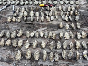 Photos of oysters laid out
