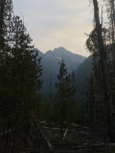 hazy moody photo of the north cascade mountain range perches between a curtain of trees