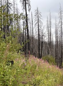 recently burned forest on an overcast day in Washington