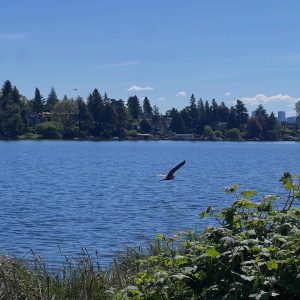 A great blue heron flying over lake Washington.
