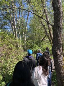 Students looking up into the trees for birds on the Yessler Swamp trail