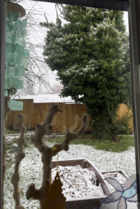 Tree, fence, backyard view