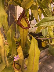 Pitcher Plant at the UW Biology Greenhouse